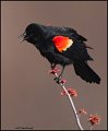 _1SB6549 red-winged blackbird